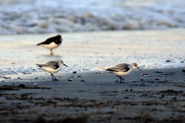 Bécasseau sanderling (4).jpg