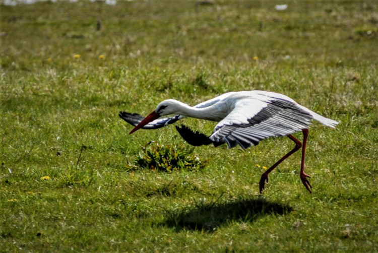 DSC_0641 (2).JPG