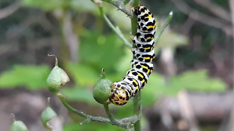 Cucullie de la scrophulaire (Cucullia scrophulariae) (4).jpg