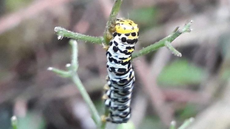 Cucullie de la scrophulaire (Cucullia scrophulariae) (6).jpg