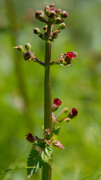 Scrofulaire aquatique - Scrofularia auriculata (2) (1).JPG