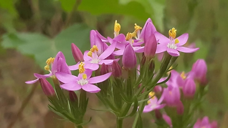 Petite centaurée (Centaurium erytraea).jpg