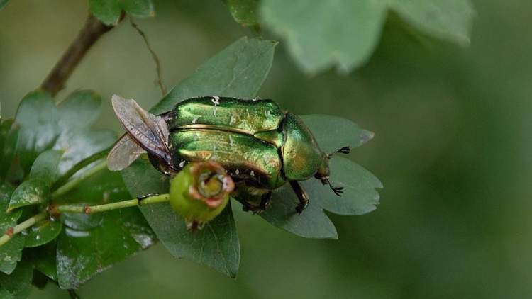 Cétoine dorée - Cetonia aurata (2).JPG