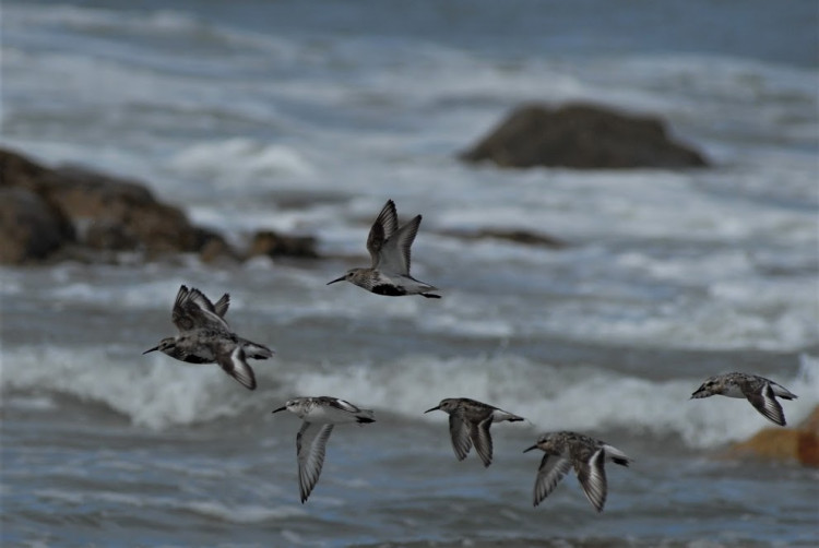 Bécasseaux variables (Calidris alpina) - Bécasseaux sanderlings (Calidris alba).jpg