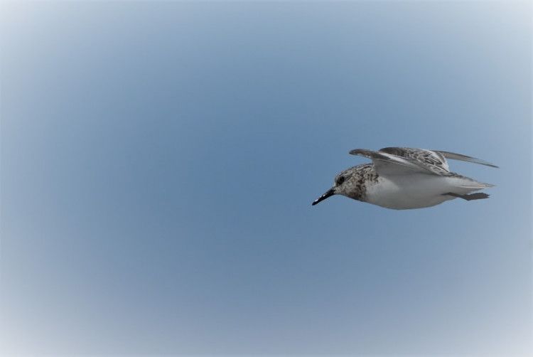 Bécasseau sanderling (Calidris alba).jpg
