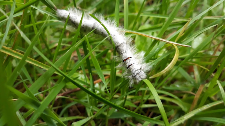 Feuille-morte du chêne (Gastropacha quercifolia) - Chenille.jpg