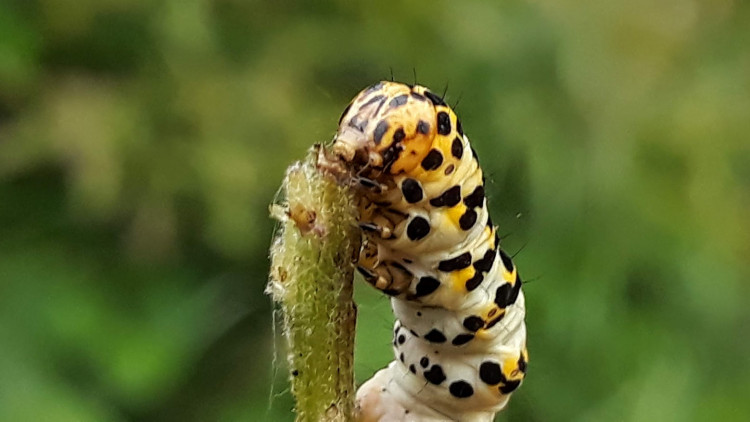 Cucullie du bouillon blanc (Cucullia verbasci) (1).jpg