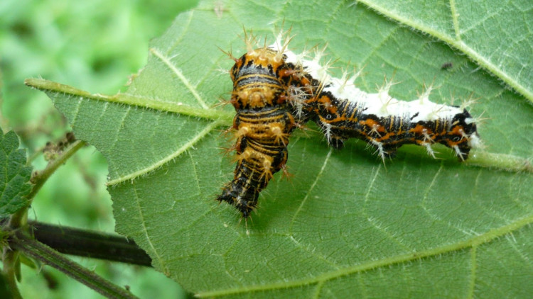 Robert-le-diable - Polygona C album - Chenille (1) (1).JPG