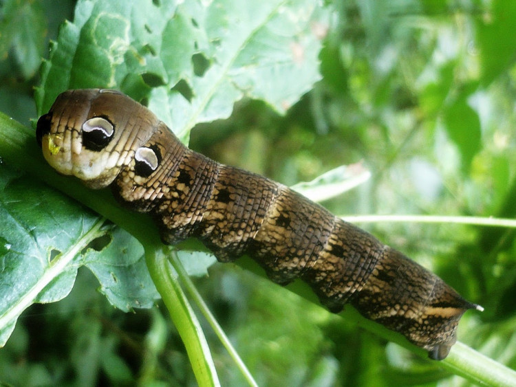 Sphinx de la vigne (Deilephila elpenor) (2).jpg