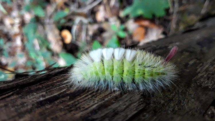 Orgye pudibonde (Calliteara pudibonda).jpg