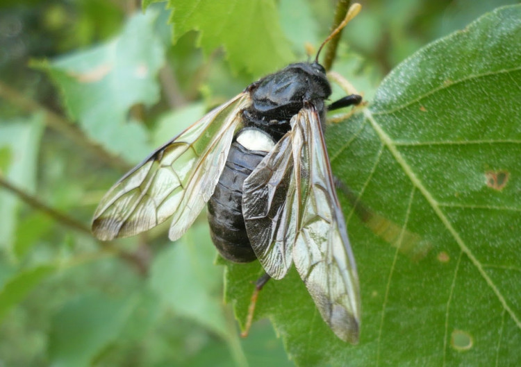 Cimbex du bouleau (Cimbex femoratus).JPG