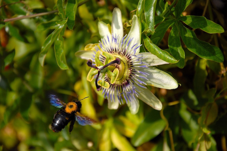 Hymeno - Xylocope violet - Xylocopa violacea (5).JPG