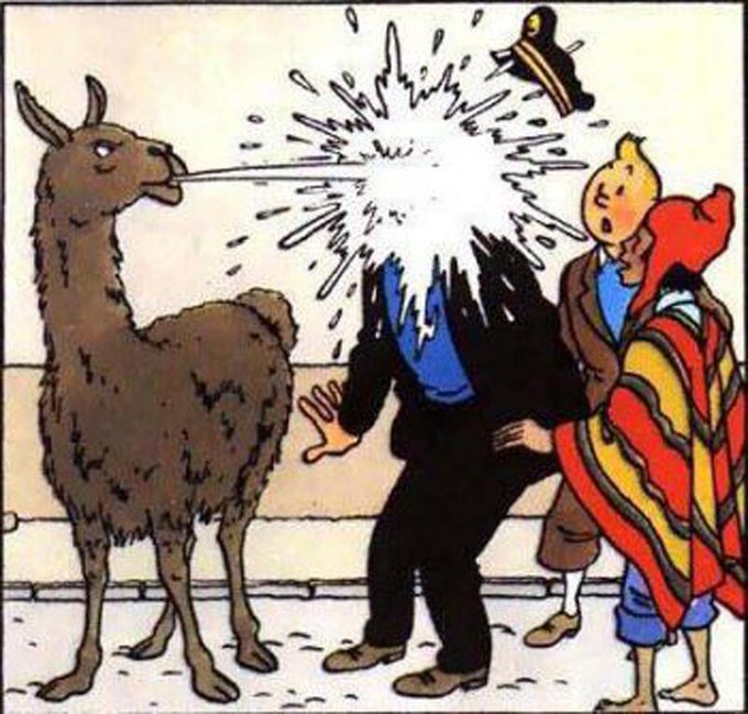 lama tintin1.jpg