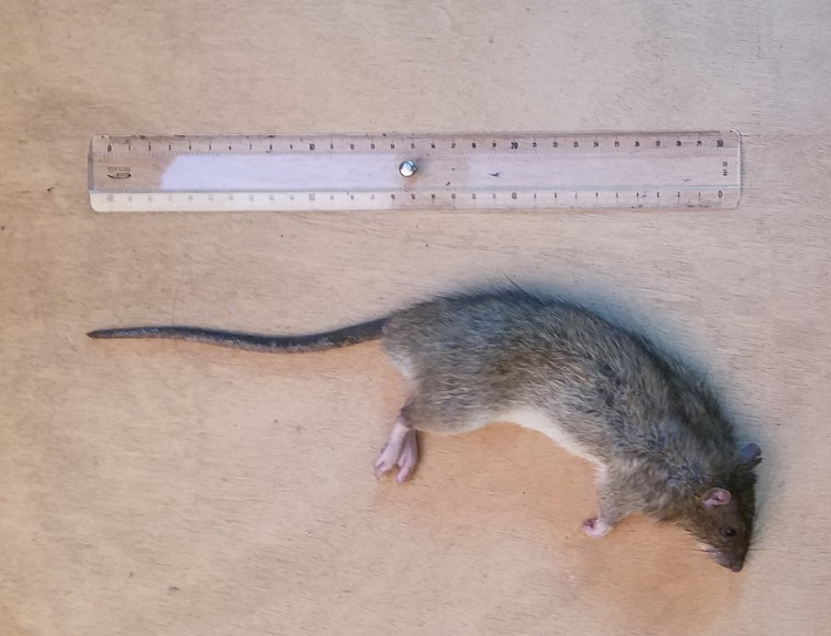 Rat311021.jpg