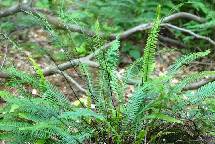 Blechnum en épis - Blechnum spicant (4).JPG