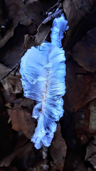 Cheveux de glace.jpg