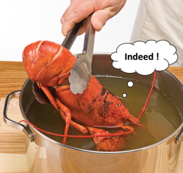 Homard.jpg