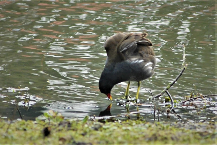 Gallinule poule d'eau (2).JPG