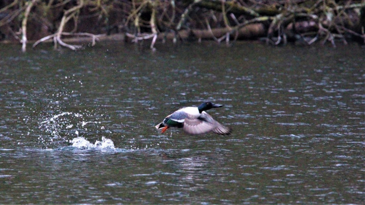 Canard souchet.JPG