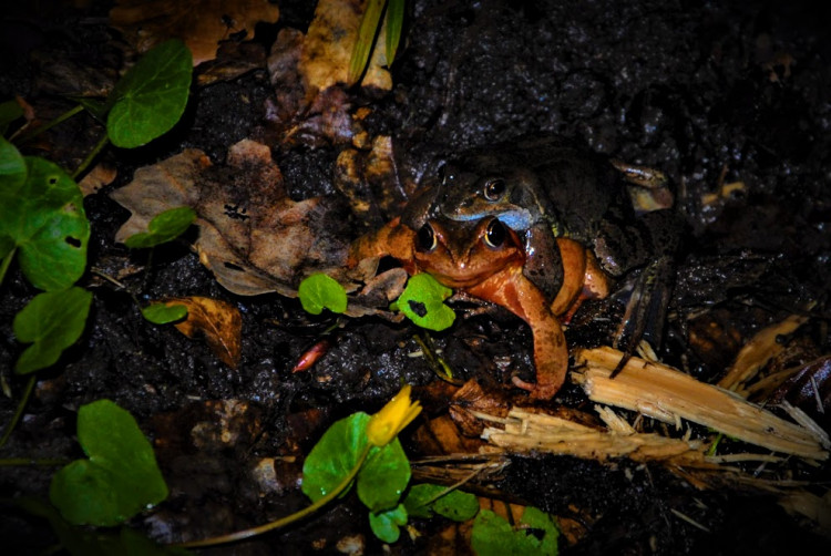 Grenouilles rousses.jpg