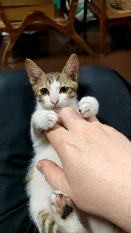 Milou.jpg