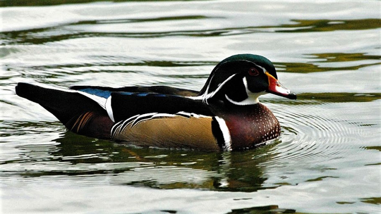 Canard carolin (Aix sponsa).JPG