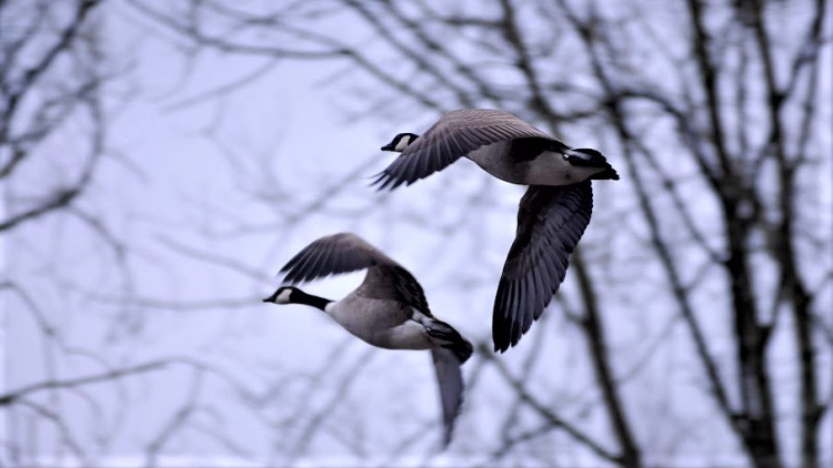 Bernache du Canada - Branta canadensis.JPG