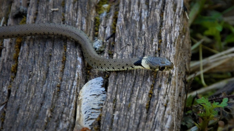 Couleuvre à collier - Natrix natrix (9).JPG