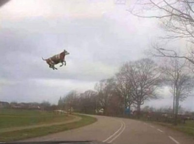 vache volante BDgest.jpg