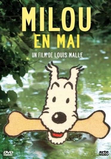 milou.jpg