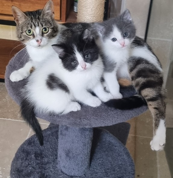 chatons.jpg