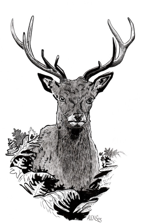Cerf.jpg