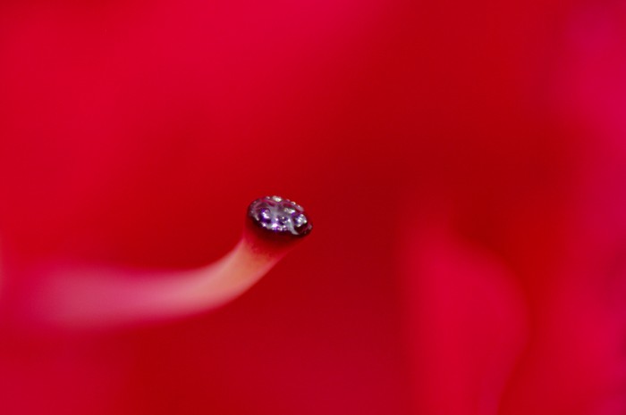 IMGP1694_DxO.jpg (162.94 Kio) Vu 244 fois IMGP1694_DxO.jpg