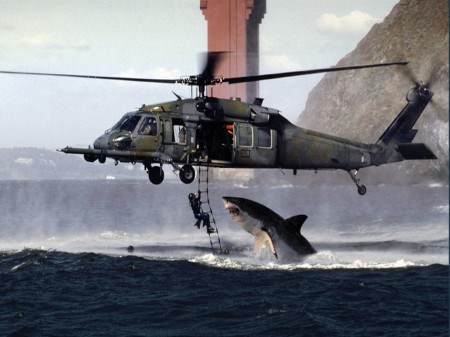 Requin helico.jpg