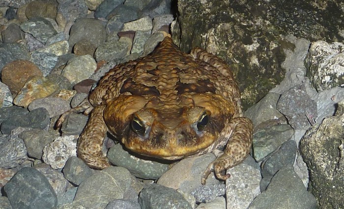 crapaud1.jpg