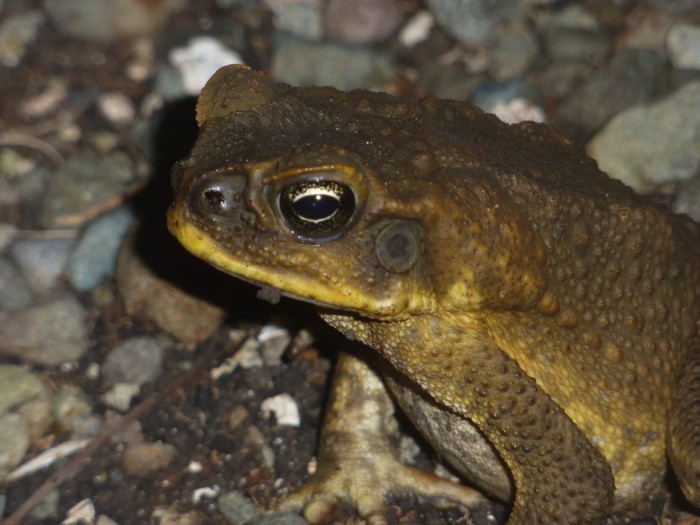 crapaud2.jpg