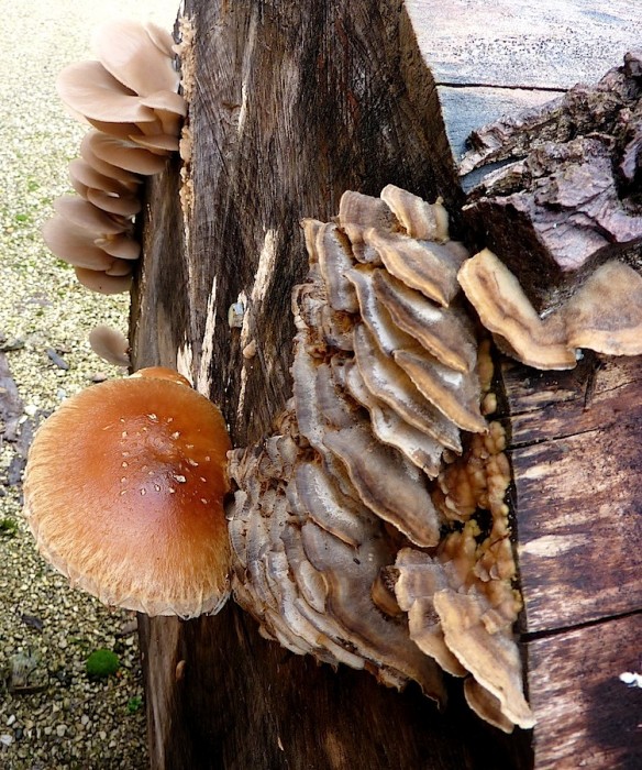 Champignons1 - copie.jpg