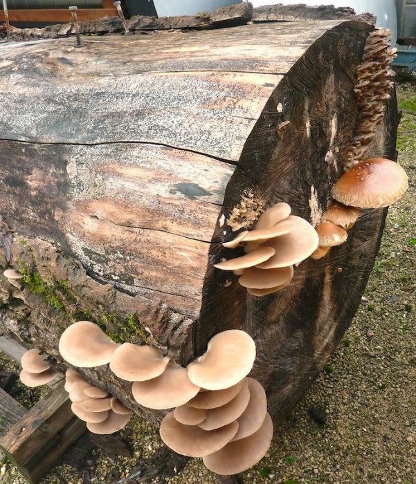 Champignons2 - copie.jpg