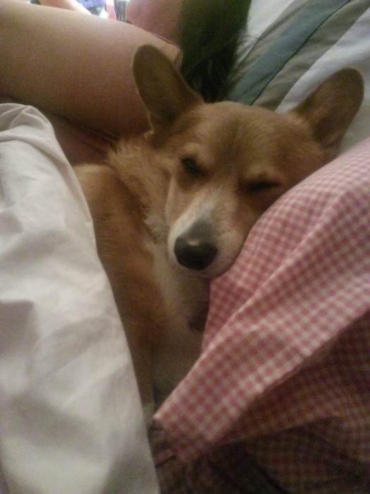 sleepigncorgi.jpg