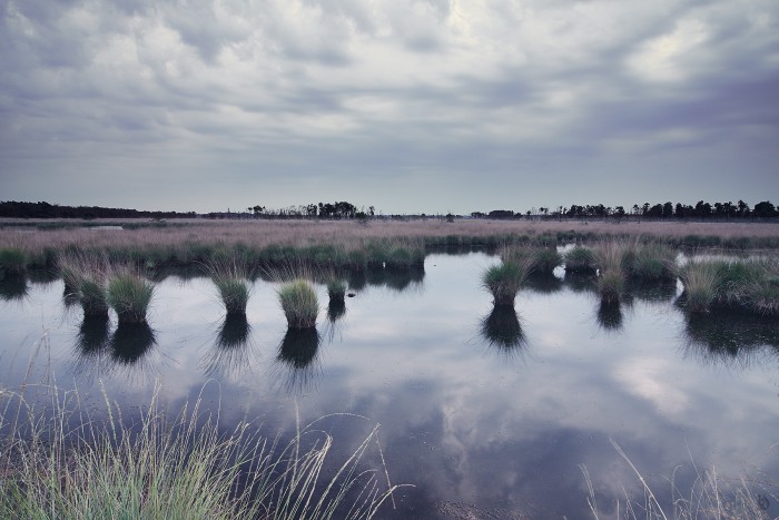 Kalmthoutse-Heide_2013-08-24_08h34m44s_c1.jpg