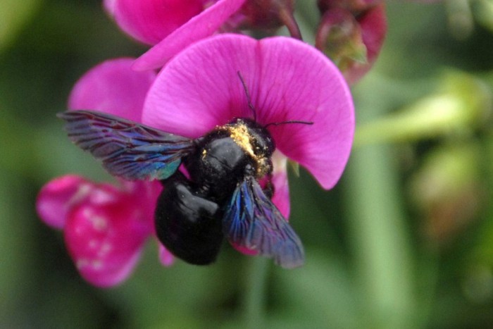 Xylocope violet - Xylocopa violacea.JPG