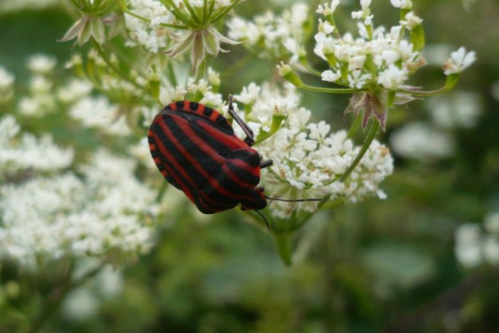 Pantatome rayé - Graphosoma lineatum (1).JPG