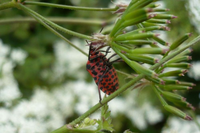 Pantatome rayé - Graphosoma lineatum (2).JPG