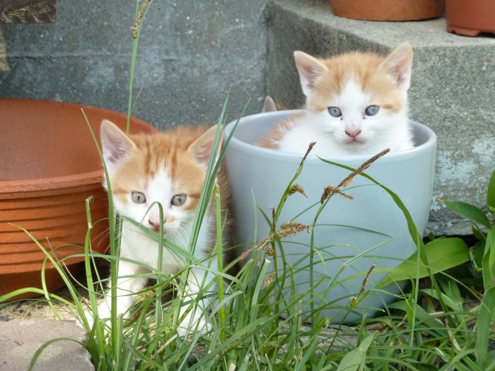 chatons-1mois-jardin.jpg