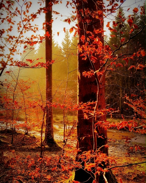 forêt.jpg