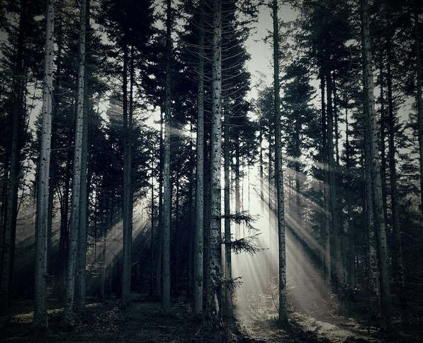 Forêt2.jpg