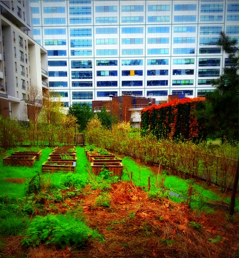 potager.jpg