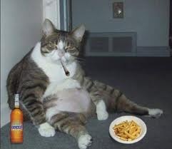 chat_fumeur.jpg