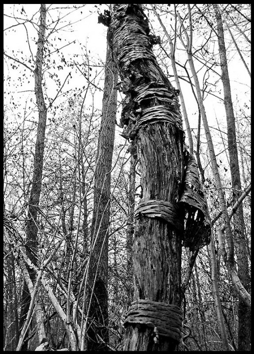 Arbre.jpg