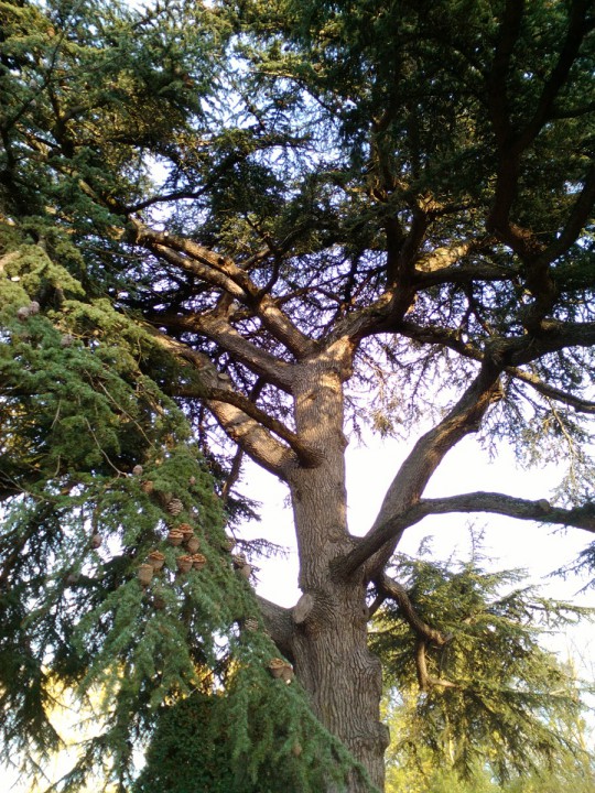 _arbre.jpg